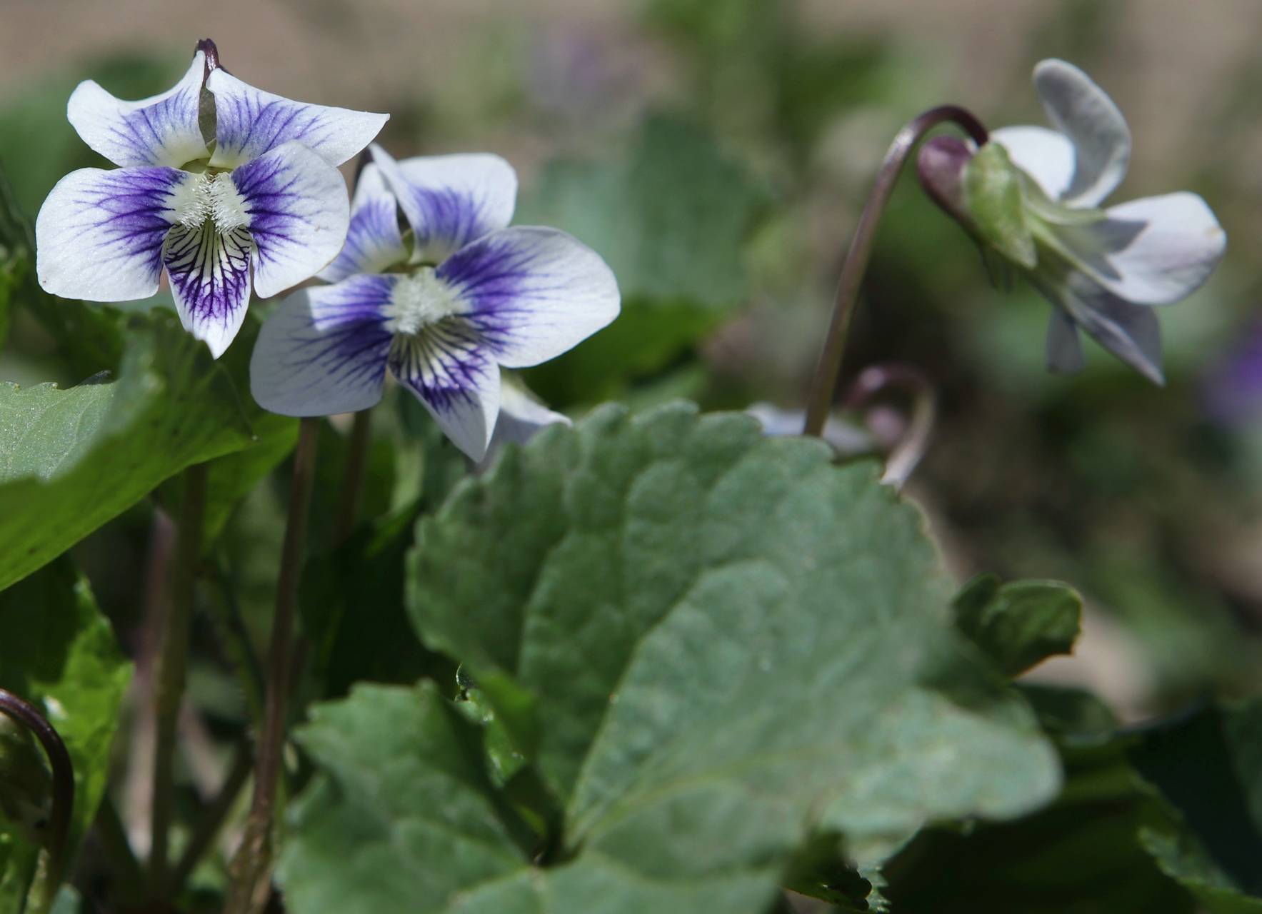 Photo of Confederate Violet